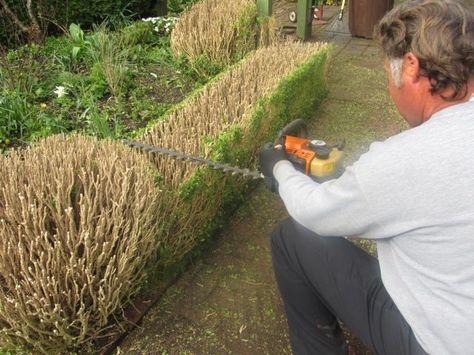 lord & schryver conservancy | pruning boxwood hedges | Gaiety Hollow: Lord… Cloud Pruning Boxwood, Pruning Boxwood Shrubs, Shaping Boxwood Bushes, Boxwood Hedge Front Yard, Front Of House Plants, Green Velvet Boxwood, Box Hedges, Box Hedge, Boxwood Hedges