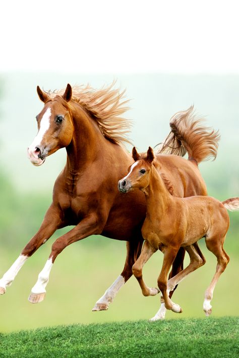 In this post, you will find excellent quotes about horses, funny horse quotes, unique horse captions for Instagram, and even short quotes about horses if you want to keep them sharp. Chestnut Mare, Cai Sălbatici, Beautiful Horse Pictures, Palomino Horse, Most Beautiful Horses, Baby Horses, Majestic Horse, Chestnut Horse, Cute Horses