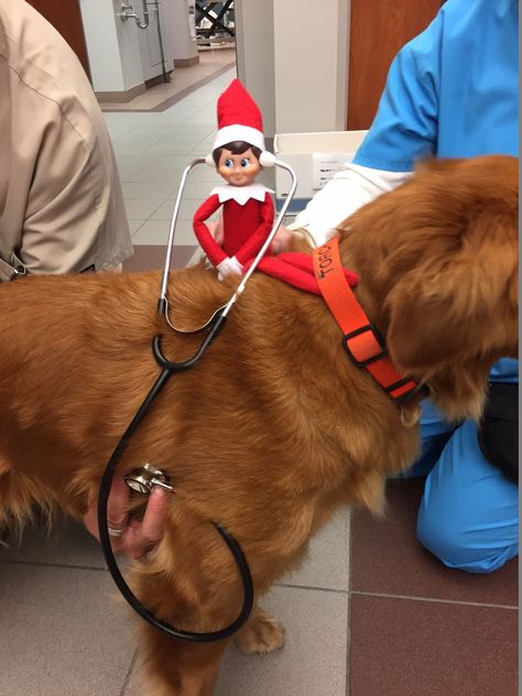 After a careful exam by Alfie, this sweet Golden Retriever gets a clean bill of health! Ascultation (listening to and evaluating) of the heart and lungs is an important part of every patient's exam. #GCVS #AlfietheElf #ascultation #gesundheit Elf On The Shelf Ideas Vet Clinic, Elf On The Shelf Vet Clinic, Elf On The Shelf Medical Ideas, Nurses Station, Vet Clinic, Heart And Lungs, Vet Clinics, Elf On The Shelf Ideas, Simple Ideas