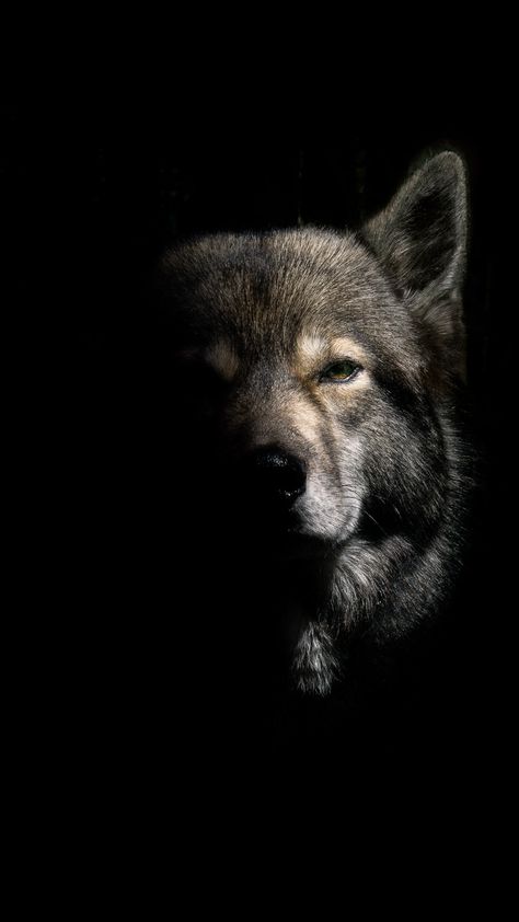 Lup Singuratic, Wild Animal Wallpaper, Wolf Photos, Wolf Spirit Animal, Wolf Wallpaper, Wolf Love, Red Wolf, Wolf Pictures, Most Beautiful Animals