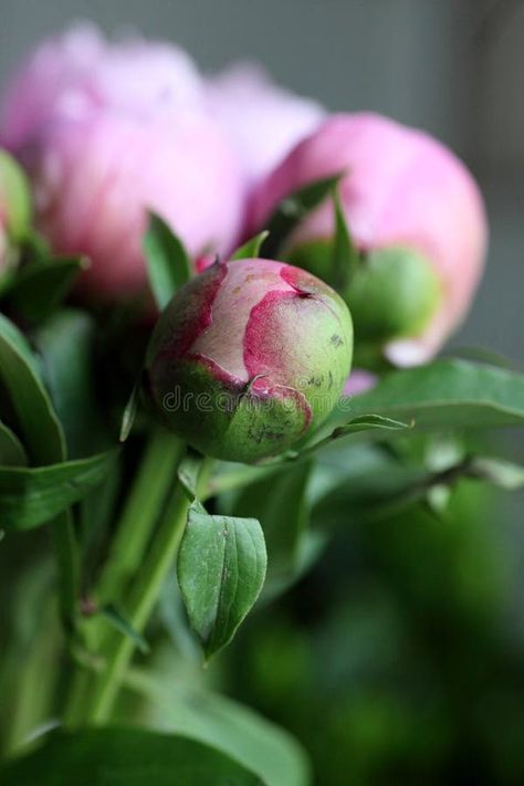 Close up shot of blooming pink peony buds. royalty free stock photos Peony Buds, Peony Bud, Paeonia Lactiflora, Leaf Images, Pink Peony, Pink Peonies, Free Stock Photos, Perennials, Peonies