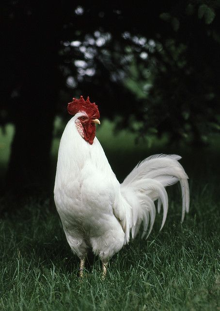 White Leghorn rooster Exchequer Leghorn Chicken, Wild Rooster, White Leghorn Hen, Cockrell Rooster, Leghorn Rooster, Pet Tattoo Ideas, Leghorn Chickens, Australorp Rooster, White Rooster