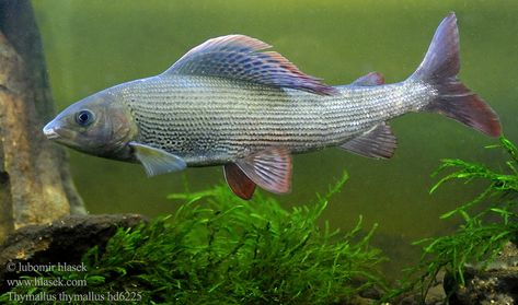 Grayling -thymallus Chromis Fish, Lionfish Photography, Grayling Fish, See Horse Fish, Fish Reference, Mediterranean Fish Species, Photos Of Fish, Big Aquarium, Brown Trout