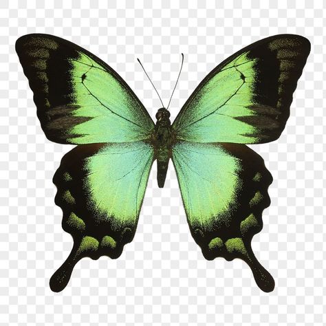 Butterfly Real, Sticker Transparent Background, About Butterfly, Butterfly Png, Sticker Transparent, Real Butterfly, Butterfly Butterfly, Nail Sticker, Green Butterfly