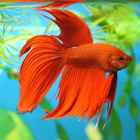 Fun Facts and Helpful Tips About Betta Fish Siamese Fish, Best Aquarium Fish, Betta Fish Types, Small Fish Tanks, Betta Aquarium, Pretty Fish, Betta Fish Care, Fishing For Beginners, Beta Fish