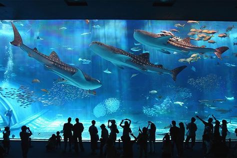 Amazing Aquariums, Beppu, Porto Rico, Okinawa Japan, Oita, Wow Art, Whale Shark, Foo Fighters, Okinawa