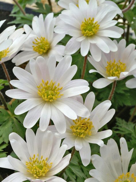 Anemone White Splendour (X10) -- Bluestone Perennials Anemone Windflower, Anemone White, Anemone Blanda, Spring Flowering Trees, Lush Plants, Spring Plants, Attract Butterflies, Plant Combinations, Fall Plants