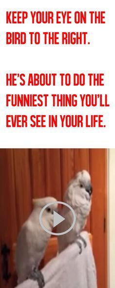 That's Hilarious, Behind Blue Eyes, Crazy Bird, Funny Birds, Totally Me, Clipuri Video, Funny Animal Pictures, Bones Funny, Animal Gifs