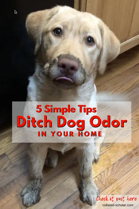 Get Dog Smell Out Of House, How To Keep Dog Smell Out Of House, Removing Pet Smells From House, Eliminate Dog Odor In House, Removing Dog Smell From House, Eliminate Pet Odor From Home, Homemade Dog Deodorizing Spray, How To Make Your House Not Smell Like Dog, Dog Odor In House How To Remove