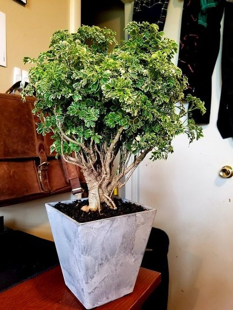 Bonsai Aesthetic, Aralia Plant, Chinese Elm Tree, Money Tree Bonsai, Jade Plant Bonsai, Chinese Elm Bonsai, Elm Bonsai, Different Leaves, Jade Bonsai