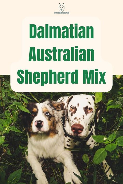 Dalmatian Australian Shepherd Mix: The Aussie You Love, With More Spots! Black Australian Shepherd, Funny Talking Dog Videos, Dog Crossbreeds, Australian Shepherd Mix, Dog Quotes Love, Dog Jokes, Big Animals, Australian Shepherds, Dog Rules