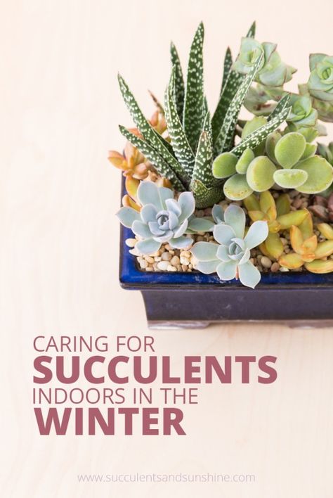 Learn how to properly water and care for your succulents indoors in the winter Caring For Succulents, How To Water Succulents, Winter Gardening, Indoor Vegetable Gardening, Propagating Succulents, Types Of Succulents, Succulent Soil, Survival Gardening, Winter Vegetables