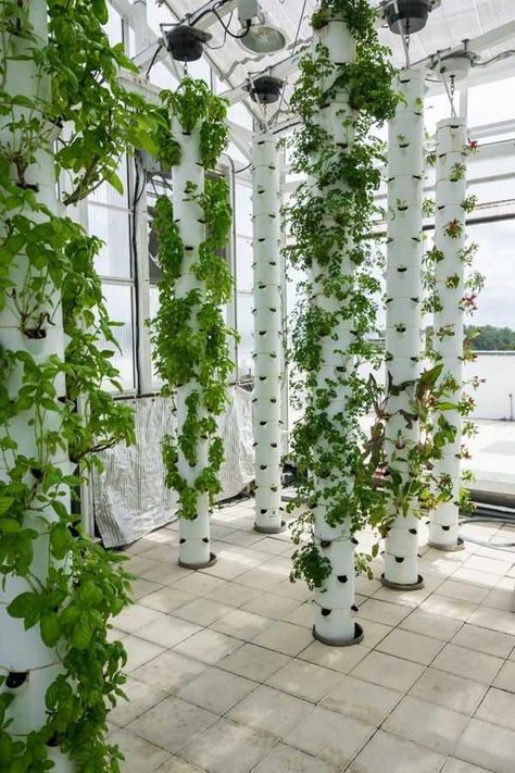 Vertical Aquaponics, Garden Ideas To Make, Backyard Aquaponics, Aquaponics Fish, Hydroponic Farming, Vertical Garden Indoor, Vertical Planter, Aquaponics System, Green Sky