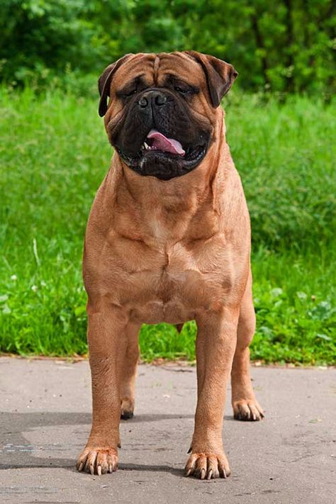 Bullmastiff Dogs, Bull Mastiff Dogs, Pet Anime, Cute Bulldog Puppies, Mastiff Breeds, Akc Breeds, Really Cute Puppies, Mastiff Dogs, Popular Dog Breeds