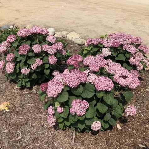 HYDRANGEA_INVINCIBELLE_MINI_MAUVETTE_SMOOTH_HYDRANGEA_GC_HYDMM_05 Mini Mauvette Hydrangea, Mini Hydrangeas, Woodland Garland, Circle Garden, Hydrangea Serrata, Smooth Hydrangea, Hydrangea Bush, Diy Garden Fountains, Hydrangea Care