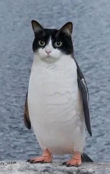 Penguins, Cute Animals, Memes, Drawings, Animals, Art