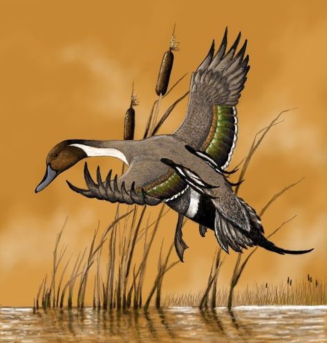 Duck Hunting Tattoos, Pintail Duck, Waterfowl Art, Duck Species, Wildlife Tattoo, Duck Tattoos, Hunting Tattoos, Duck Drawing, Duck Pictures