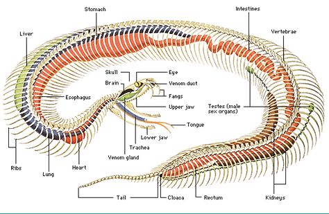 Snake skeletal system Jackson Chameleon, Snake Skeleton, Snake Tail, Scary Snakes, Drawing Anatomy, Skeleton Anatomy, Snake Drawing, Boa Constrictor, Animal Skeletons