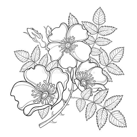 Vector branch with outline Dog rose or Rosa canina, medicinal herb. Flower, bud #Sponsored , #ad, #advertisement, #outline, #Vector, #branch, #Dog Realistic Flower Drawing, Watercolor Rose Tattoos, Hollyhocks Flowers, Dog Rose, Medicinal Herb, Illustration Botanique, Rose Drawing, Violet Flower, Wild Rose