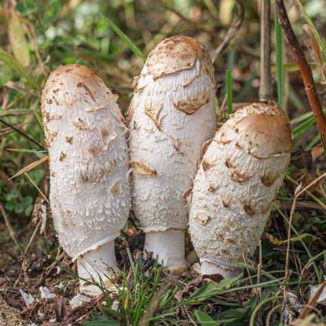 Foraging and Cooking Shaggy Mane Mushrooms Shaggy Mane Mushroom, Mushroom Recipe, Cheese Crust, Edible Mushrooms, Parmesan Crusted, Mushroom Fungi, Grilled Cheese Sandwich, Wild Mushrooms, Cheese Sandwiches