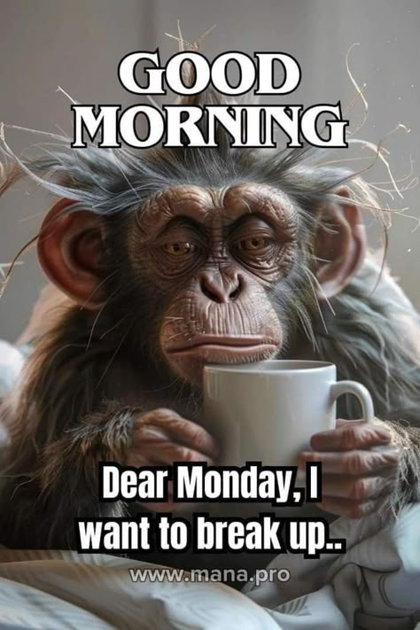 Good Morning Monday Funny, Happy Monday Images Funny, Monday Morning Quotes Humor, Good Morning Images Funny, Monday Morning Funny, Funny Good Morning Pics, Happy Monday Funny, Good Morning Happy Tuesday Images, Monday Prayers