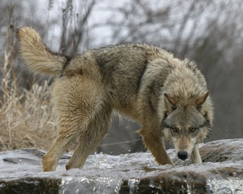 Wolf Stalking, Yellowstone Wolves, Wolf Poses, Wolf Life, Wolf Stuff, Wolf Photos, Wild Wolf, Beautiful Wolves, Lone Wolf