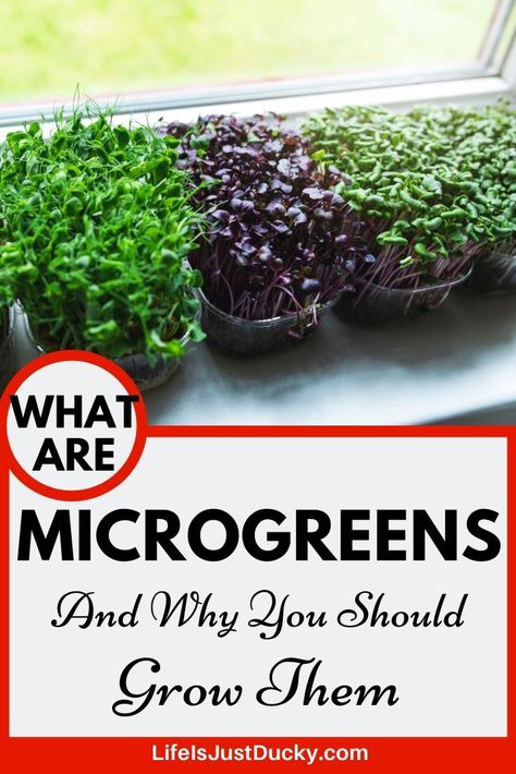 How to grow Microgreens for the beginner. Easy guide for growing FAST, Nutritious food anytime of year. Grow superfood for a wintertime salad. How, why and what you need to grow these inside. Microgreens Garden, Microgreens Growing, Growing Sprouts, Indoor Vegetables, Growing Microgreens, Sprouting Seeds, Growing Fruit, Healthy Vegetables, Looking For Something