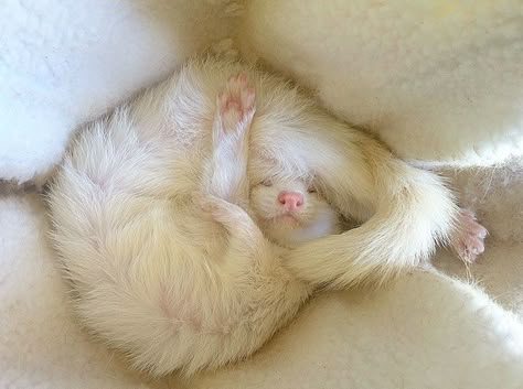 Ferret Sleeping White Ferret, Baby Ferrets, Funny Ferrets, Ferret Cage, Sleeping Animals, Pet Ferret, Cute Ferrets, Hamsters, Cute Creatures