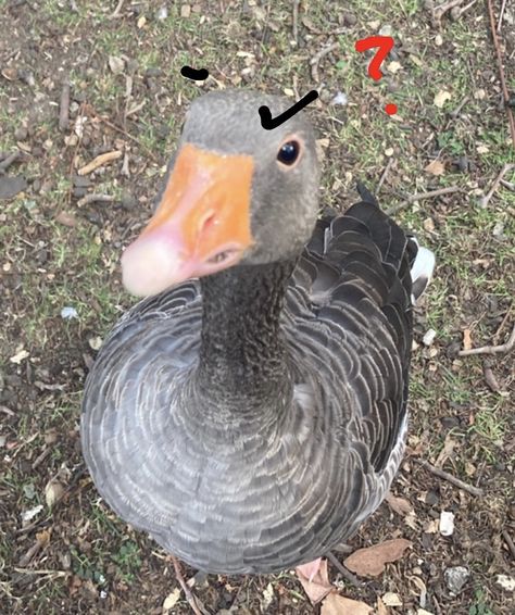 #goose #duck #funny #grunge #aesthetic Goose Pfp Funny, Cursed Duck, Goose Pfp, Goose Aesthetic, Funny Grunge, Goose Funny, Funny Goose, Animal Images, Silly Goose