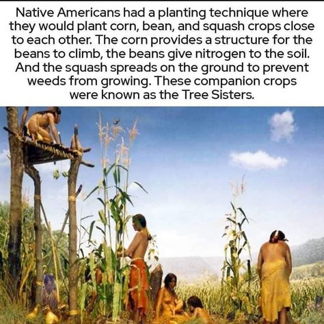 🙌🏾👑✊🏾 on Instagram: “We could have learnt a lot more from the ancestors of there was not a systemic agenda to eradicate their history that runs through to today!” The Aztecs, Farming Techniques, Corn Plant, Chicken Garden, This Meme, Did You Know Facts, Amazing Life Hacks, Three Sisters, Green Thumb