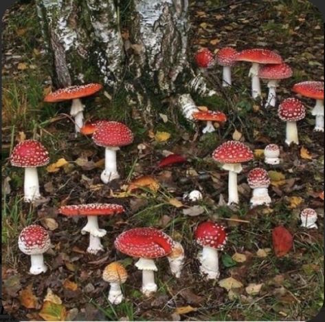 Mushrooms Growing, A Group, Red, White