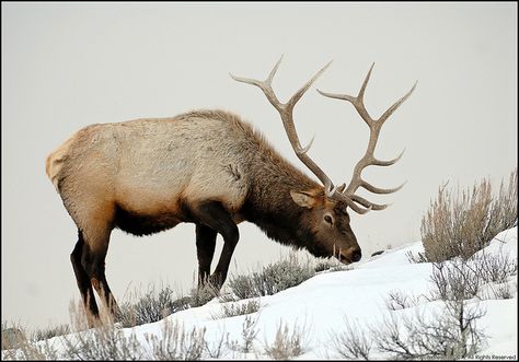 Lucky wildlife watchers will see elk on a Montana winter adventure. Elk or Wapiti (Cervus canadensis), Montana. Elk Images, Montana Life, Elk Pictures, Montana Winter, Elk Photo, Coyote Hunting, Deer Hunting Blinds, Bull Elk, Pheasant Hunting