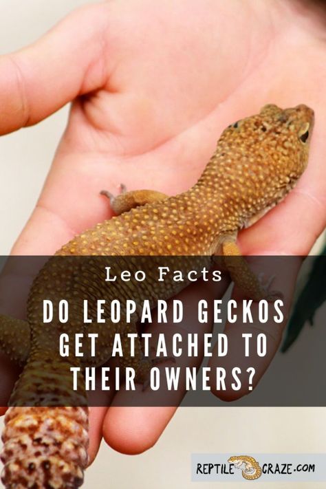 Do leopard geckos get attached to their owners? We do not know for sure if the leopard gecko, or other reptiles, get attached to their owners. However, bonds can be formed between a leopard gecko and their owner by way of handling the animal, taking them out for enrichment activities outside their cage, and setting up a healthy habitat. Leopard Gecko Enrichment, Remi Lebeau, Leopard Gecko Diet, Leopard Gecko Habitat, Leopard Gecko Tank, Leopard Gecko Care, Lizard Types, Activities Outside, Reptile Care