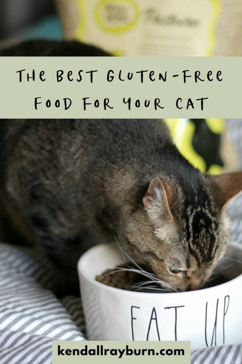 Finding the perfect Gluten & Grain free cat food. AD @addictionpetfoods #addictionpetfoods #wishbonepetfoods Diy Cat Food, Grain Free Cat Food, Grain Free Dog Food, Food Cat, Food Ad, Dog Food Brands, Wet Cat, Owning A Cat, Cat Items