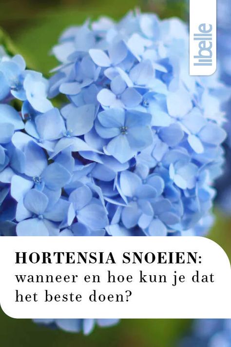 Zonnekoning Lodewijk de 14e had ze niet voor niets in zijn paleistuinen in Versailles staan: de romantische hortensia. Nog steeds hebben we deze volumineuze plant maar al te graag in onze tuin. Afhankelijk van de soort die je hebt, is het voorjaar hét moment om je hortensia te snoeien. Patio Garden, Patio, Patios