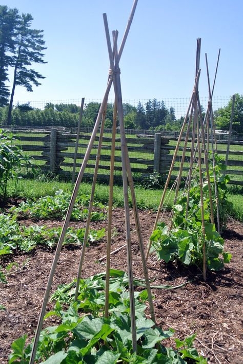 Staking My Tomato and Cucumber Plants Staking Cucumber Plants, Tomato Teepee, Trellis Squash, Cucumber Garden Trellis, Garden Bed Diy, Trellis Gardening, Cucumber Garden, Tomatillo Plant, Squash Trellis