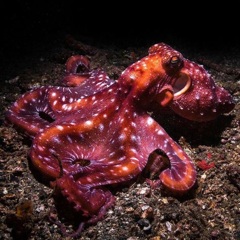 🤔What would you name this Octo? ⚠️ #DidYouKnow some species of octopus can't completely hide? In its normal state, the Starry Night… Dark Red Brown Color, Blue Ring Octopus, Octopus Colors, Octopus Tattoo Design, Red Octopus, Water People, Dark Red Brown, Red Pigment, Animal Study