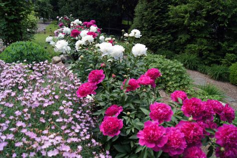 Peonies in Clare's garden in New Jersey - FineGardening Cold Landscape, Pink Dianthus, Hill Garden, Landscaping On A Hill, Peony Garden, Peonies And Hydrangeas, Garden On A Hill, Fine Gardening, Peonies Garden