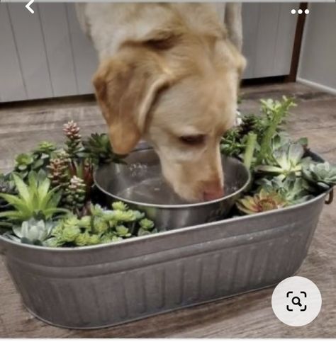 Home Bar Ideas, Dog Feeding Station, Pet Water Bowl, Splash Zone, Spanish Garden, Galvanized Tub, Dog Spaces, Animal Ideas, Dog Yard