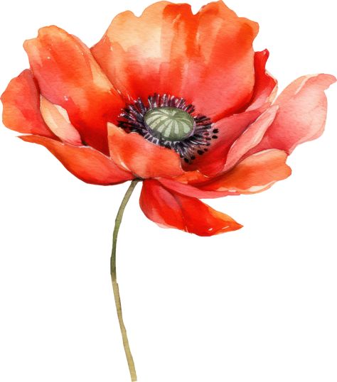 Red Poppy Flower Watercolor. AI Generated Poppy Flower Illustration, Poppy Flower Watercolor, Poppies Watercolor, Red Poppy Flower, Flower Watercolor, Watercolor Flower Art, Red Poppy, Watercolor Flower, Flower Illustration