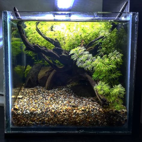 6 Gallon Fish Tank, Betta Fish Planted Tank, Guppy Tank Setup, Natural Betta Fish Tank, Planted Nano Tank, Betta Planted Tank, Aquascape Betta Tank, Betta Tank Ideas Aquascaping, Guppies Fish Tank Ideas