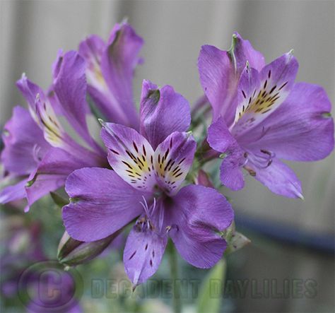 Alstroemeria purple Alstroemeria Purple, Purple Alstroemeria, Lavender Centerpiece, Peruvian Lily, Purple Flowers Garden, Daylily Garden, Flower Garden Plans, Peruvian Lilies, Purple Lily