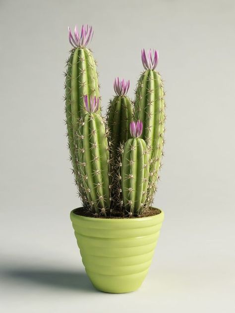 Kaktus Dan Sukulen, Cactus House Plants, Flowering Cactus, Indoor Cactus, نباتات منزلية, Pastel Sec, Cactus Pot, Cactus Art, Cactus Flowers