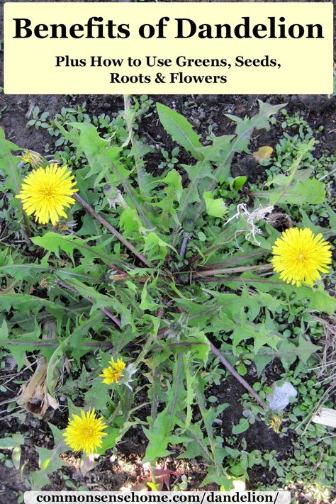 How To Use Dandelion Flowers, Dandelion Flower Uses, Foraging Australia, Dandelion Foraging, Herbs Magic, Dandelion Uses, Benefits Of Dandelion, Dandelion Benefits, Dandelion Plant