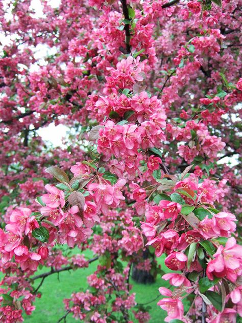 Make your yard look vibrant and full of color by adding a crabapple tree to your landscape. These trees are great for summer and springtime. Create dimension to your garden by adding a gorgeous tree that looks and smells amazing. Flowering Crabapple Tree, Flowering Crabapple, Crabapple Tree, Fragrant Plant, Fast Growing Trees, Have Inspiration, How To Attract Birds, Crab Apple, Fragrant Flowers