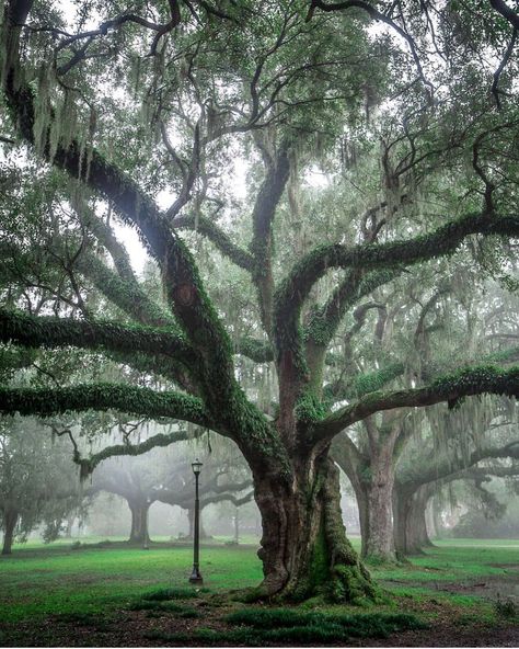 Splendor in the South ™️ on Instagram: “Foggy New Orleans mornings are so beautiful! Photo @nola_val ✨🌳✨” Southern Art, Cloudy Weather, Old Fences, Misty Morning, Native Garden, New Orleans Louisiana, Gothic House, Cloudy Day, Oak Tree