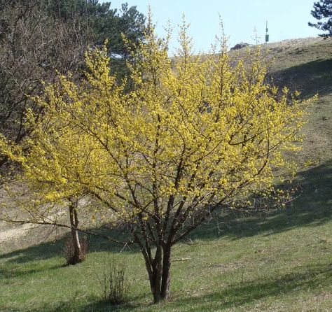 Cornelian Cherry, Pinterest Plant, Cornus Mas, Bonsai Seeds, Patio Pots, Tall Trees, Landscaping Company, Garden Trees, Types Of Soil