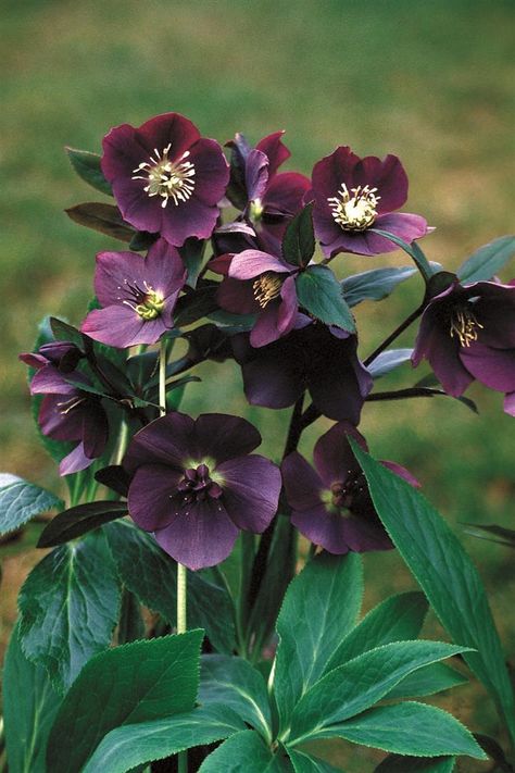 Helleborus orientalis hybrid 'Blue Lady' Perennials Low Maintenance, Grape Crush, Lenten Rose, Shade Perennials, Special Flowers, Have Inspiration, Garden Gate, Fall Plants, Black Flowers