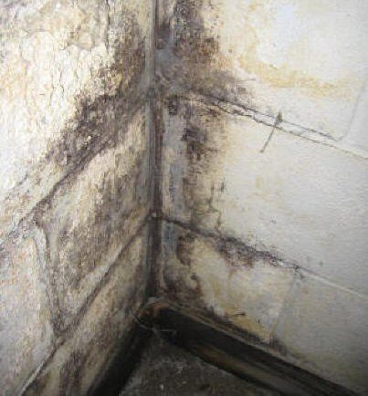 Image Mold In Basement, Mold Symptoms, Remove Mold, House Cleaners, Wet Basement, Toxic Mold, Black Mold, Cleaning Mold, Cleaning Painted Walls