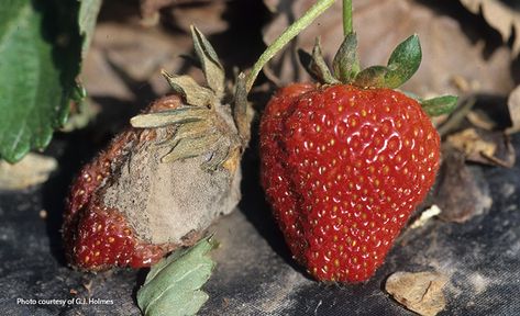 Growing Strawberries In Containers, Strawberry Runners, Fancy Garden, Strawberries In Containers, Strawberry Varieties, Strawberry Beds, Straw Mulch, Strawberry Plant, Growing Strawberries